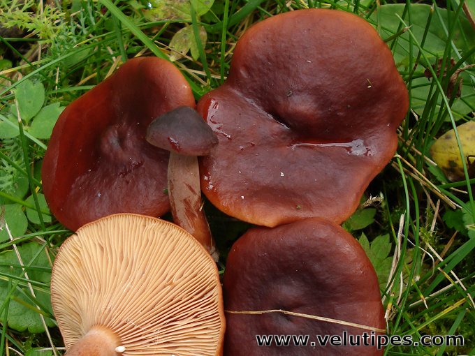  Lactarius badiosanguineus 