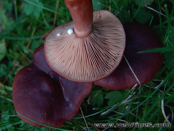  Lactarius badiosanguineus 