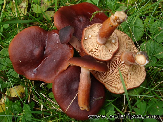  Lactarius badiosanguineus 