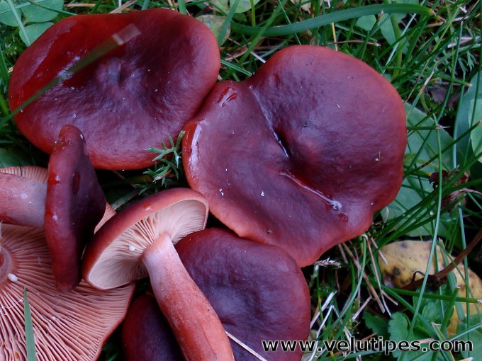  Lactarius badiosanguineus 