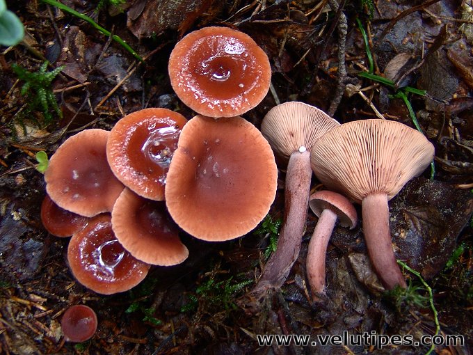 Lactarius camphoratus