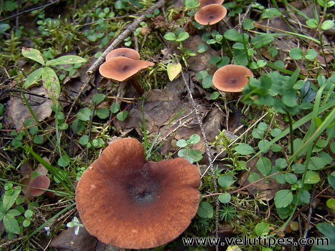 Lactarius camphoratus