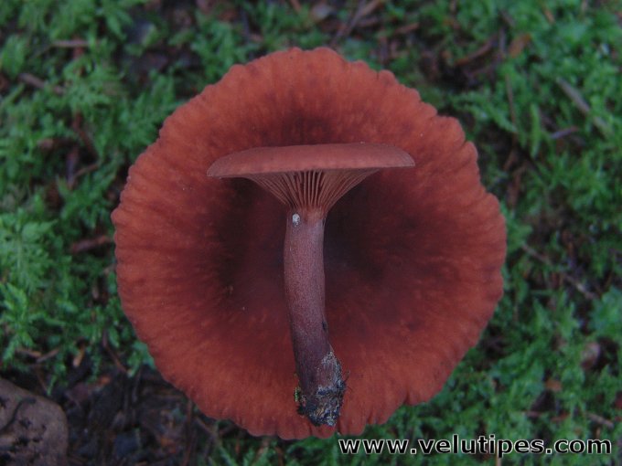 Lactarius camphoratus