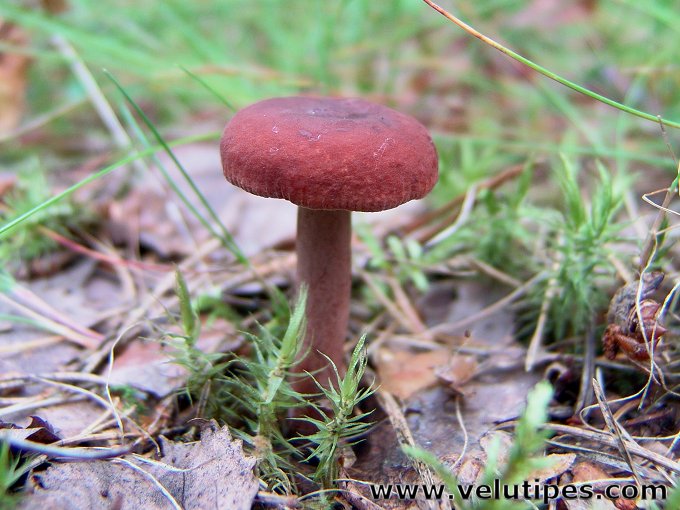 Lactarius camphoratus