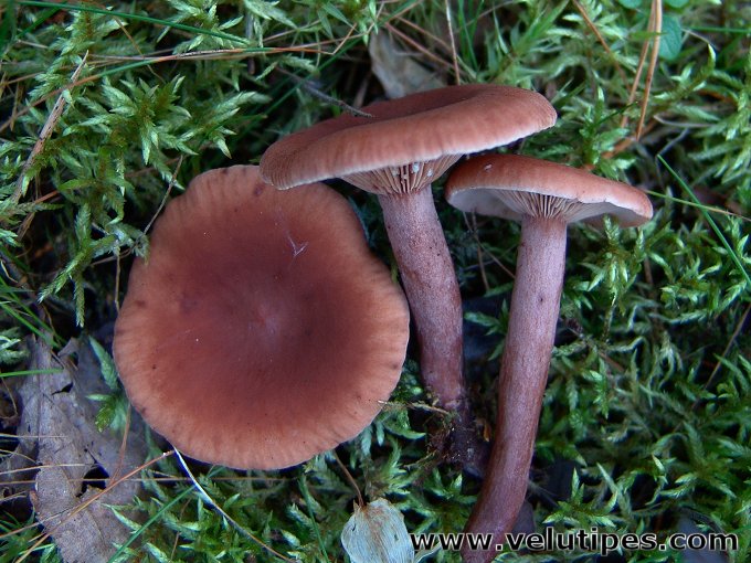 Lactarius camphoratus