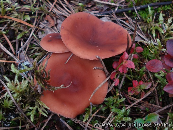Lactarius camphoratus