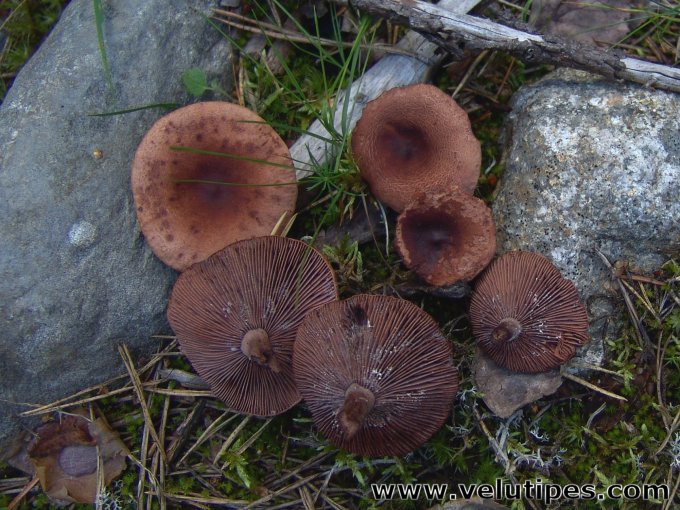 Lactarius camphoratus