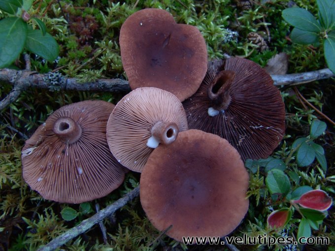 Lactarius camphoratus