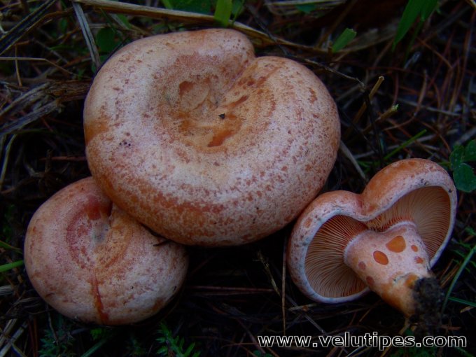 Lactarius deliciosus