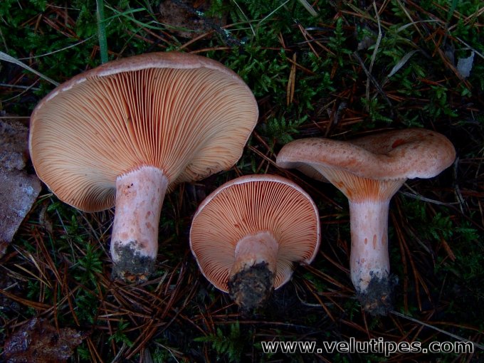 Lactarius deliciosus