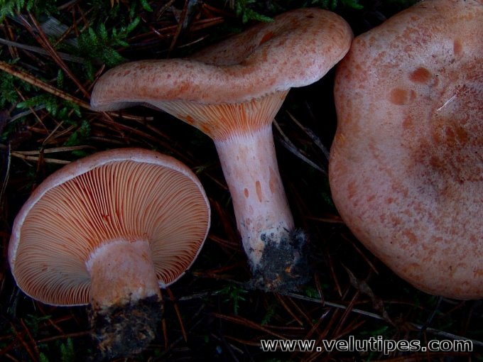 Lactarius deliciosus