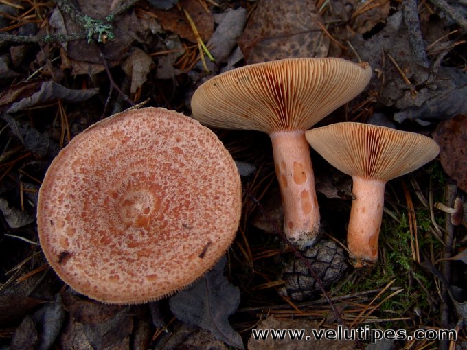 Lactarius deliciosus