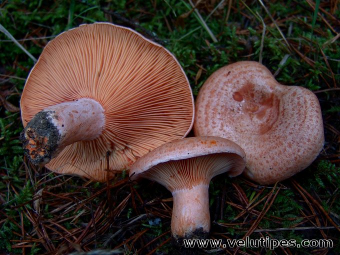 Lactarius deliciosus