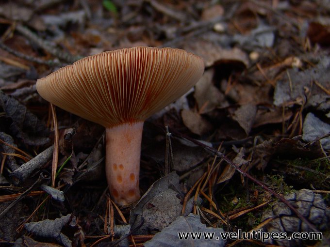 Lactarius deliciosus