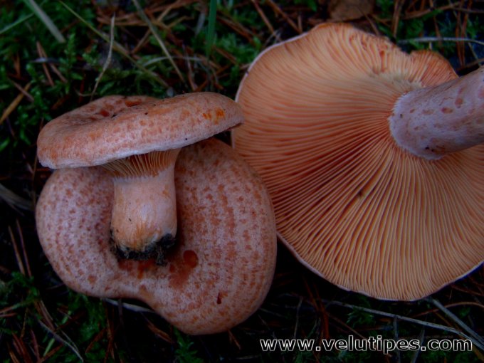 Lactarius deliciosus