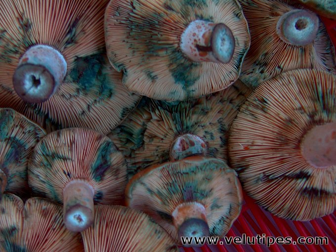 Lactarius deliciosus