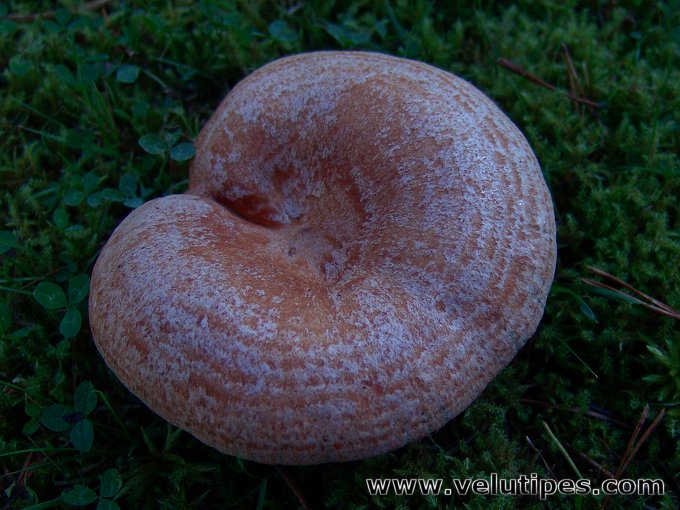 Lactarius deliciosus