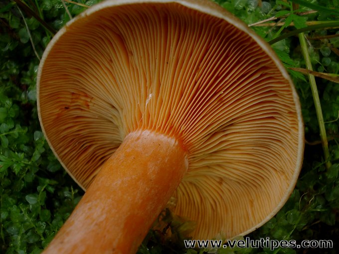 Lactarius deterrimus