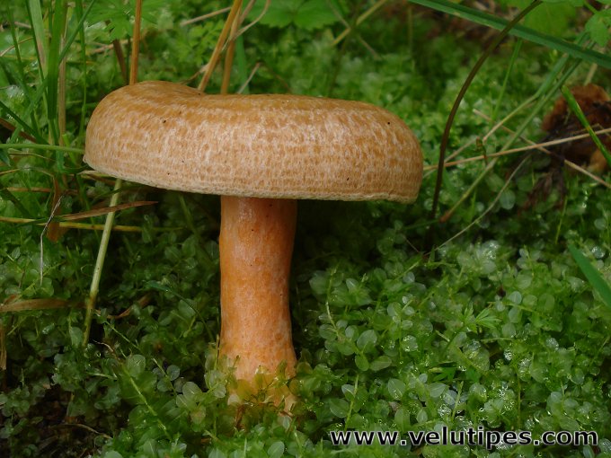Lactarius deterrimus