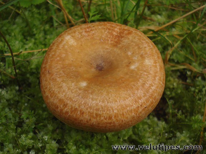 Lactarius deterrimus