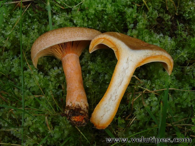 Lactarius deterrimus