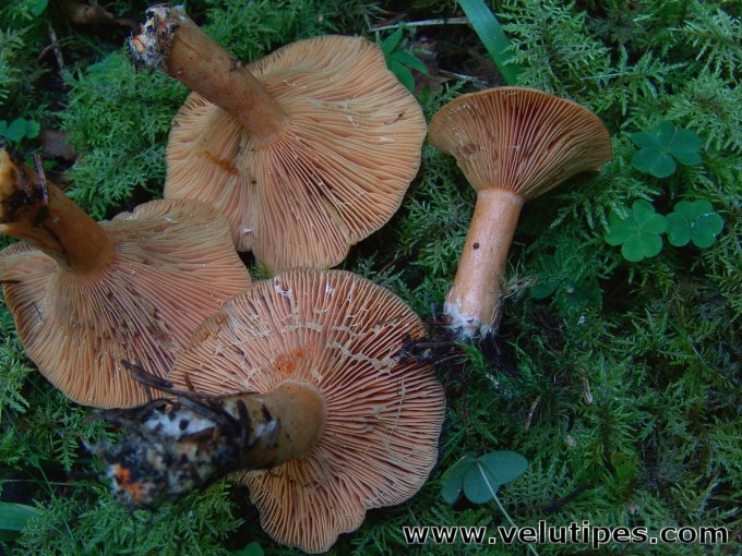 Lactarius deterrimus