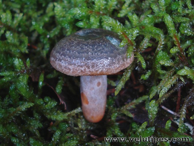 Lactarius fennoscandicus