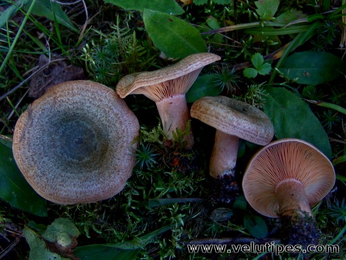 Lactarius fennoscandicus