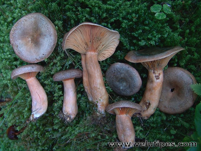 Lactarius fennoscandicus