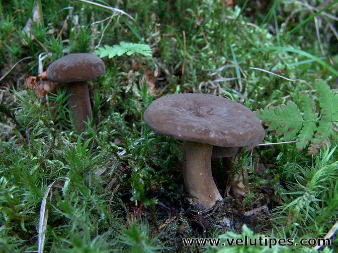 Lactarius fuliginosus