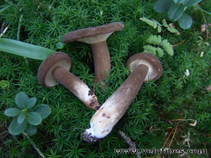 Lactarius fuliginosus