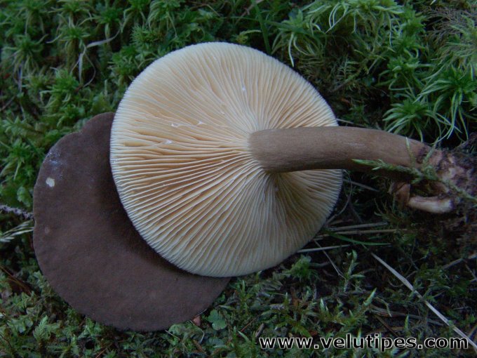 Lactarius fuliginosus