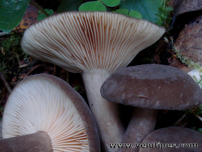 Lactarius fuliginosus