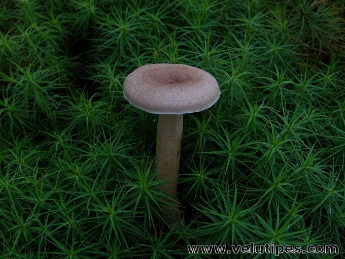 Lactarius glyciosmus
