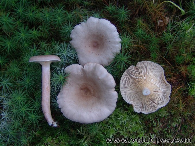 Lactarius glyciosmus