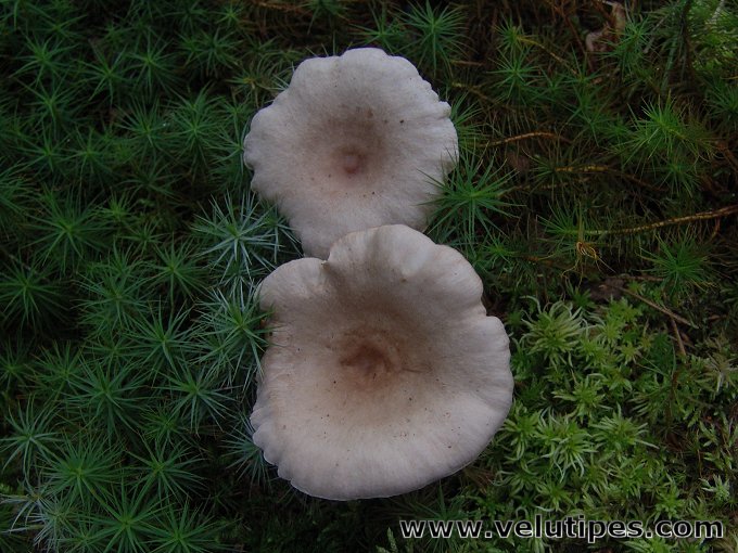 Lactarius glyciosmus