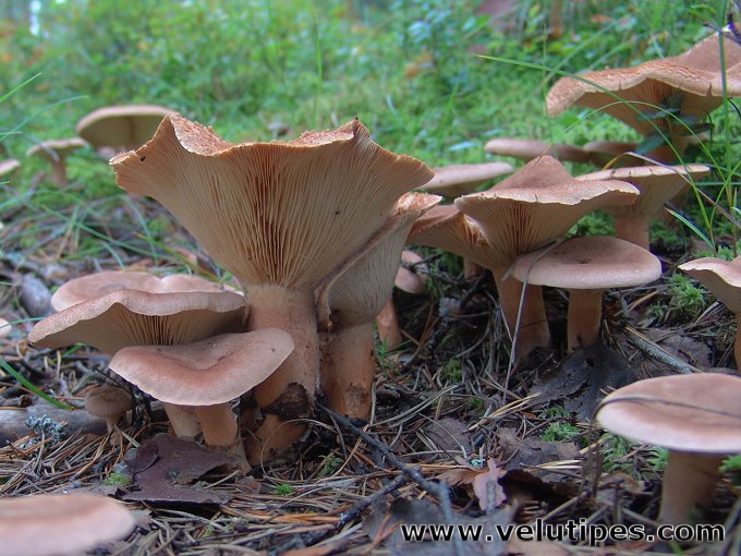 Lactarius Helvus Lakritsirousku Natural Fungi In Finland