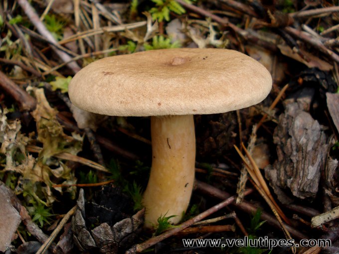 Lactarius Helvus Lakritsirousku Natural Fungi In Finland
