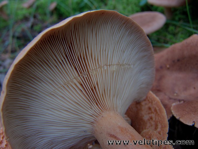 Lactarius helvus