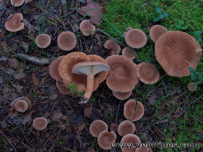 Lactarius helvus
