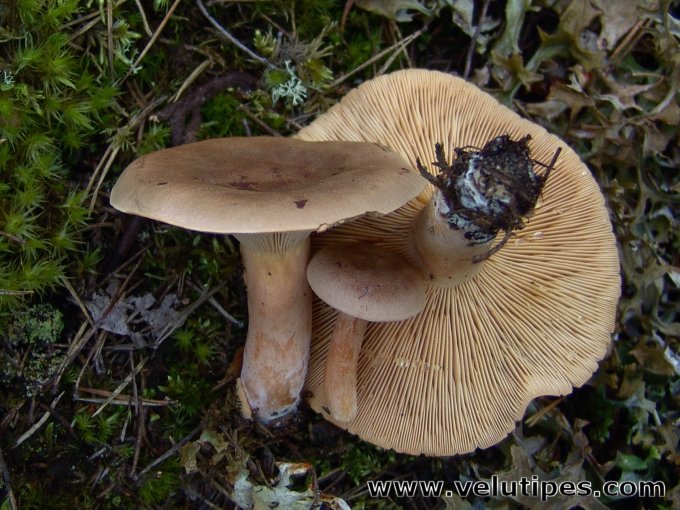 Lactarius Helvus Lakritsirousku Natural Fungi In Finland