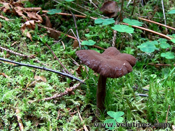 Lactarius lignyotus