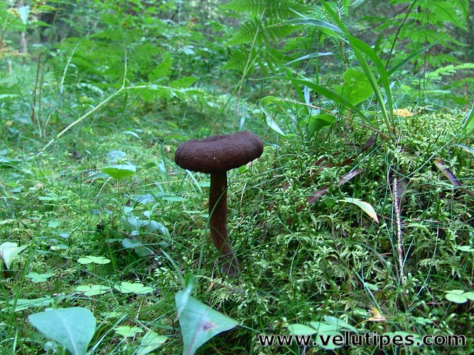 Lactarius lignyotus