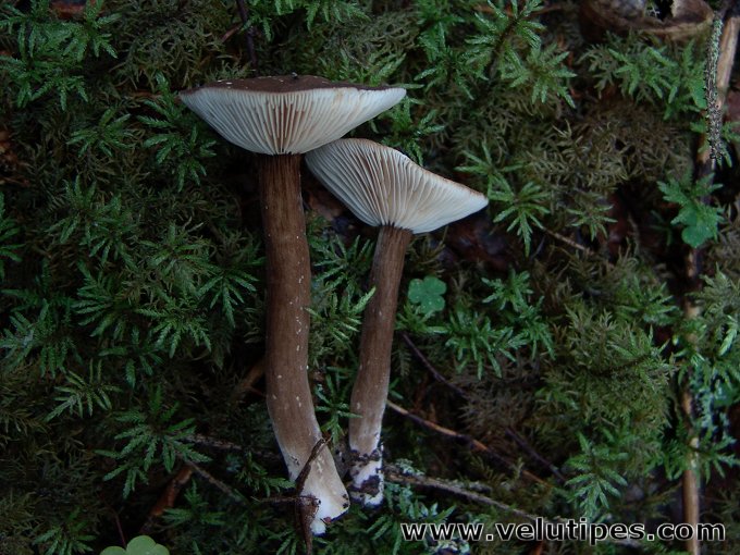Lactarius lignyotus