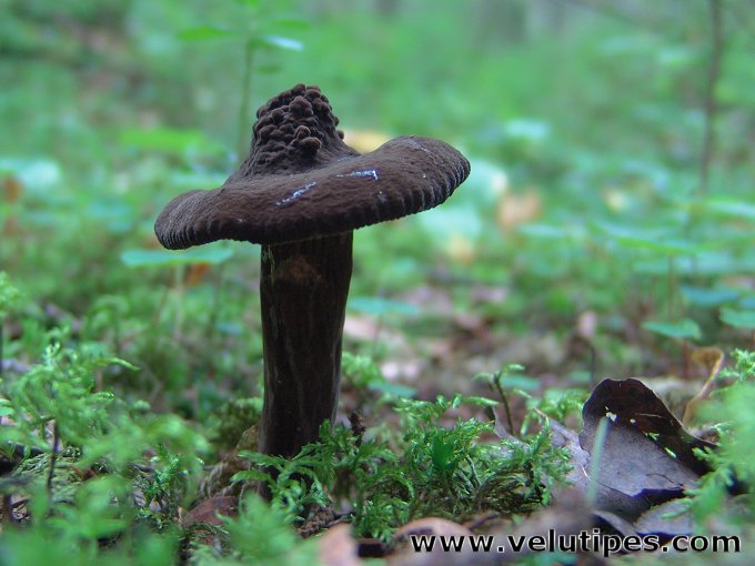 Lactarius lignyotus