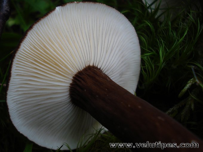 Lactarius lignyotus