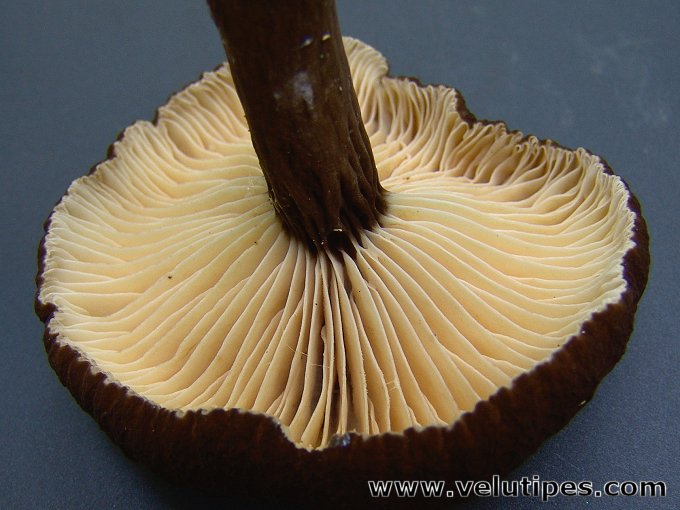 Lactarius lignyotus
