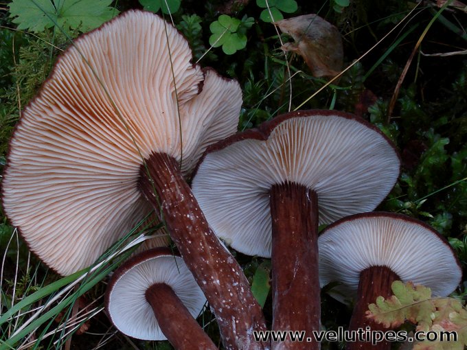 Lactarius lignyotus