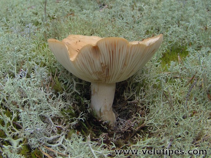 Lactarius musteus