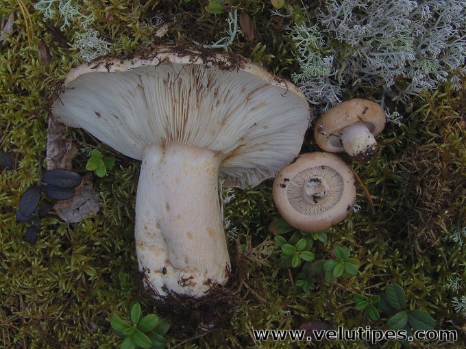 Lactarius musteus